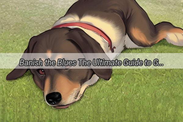 Banish the Blues The Ultimate Guide to Gently Removing Your Dogs Tear Stain Hair